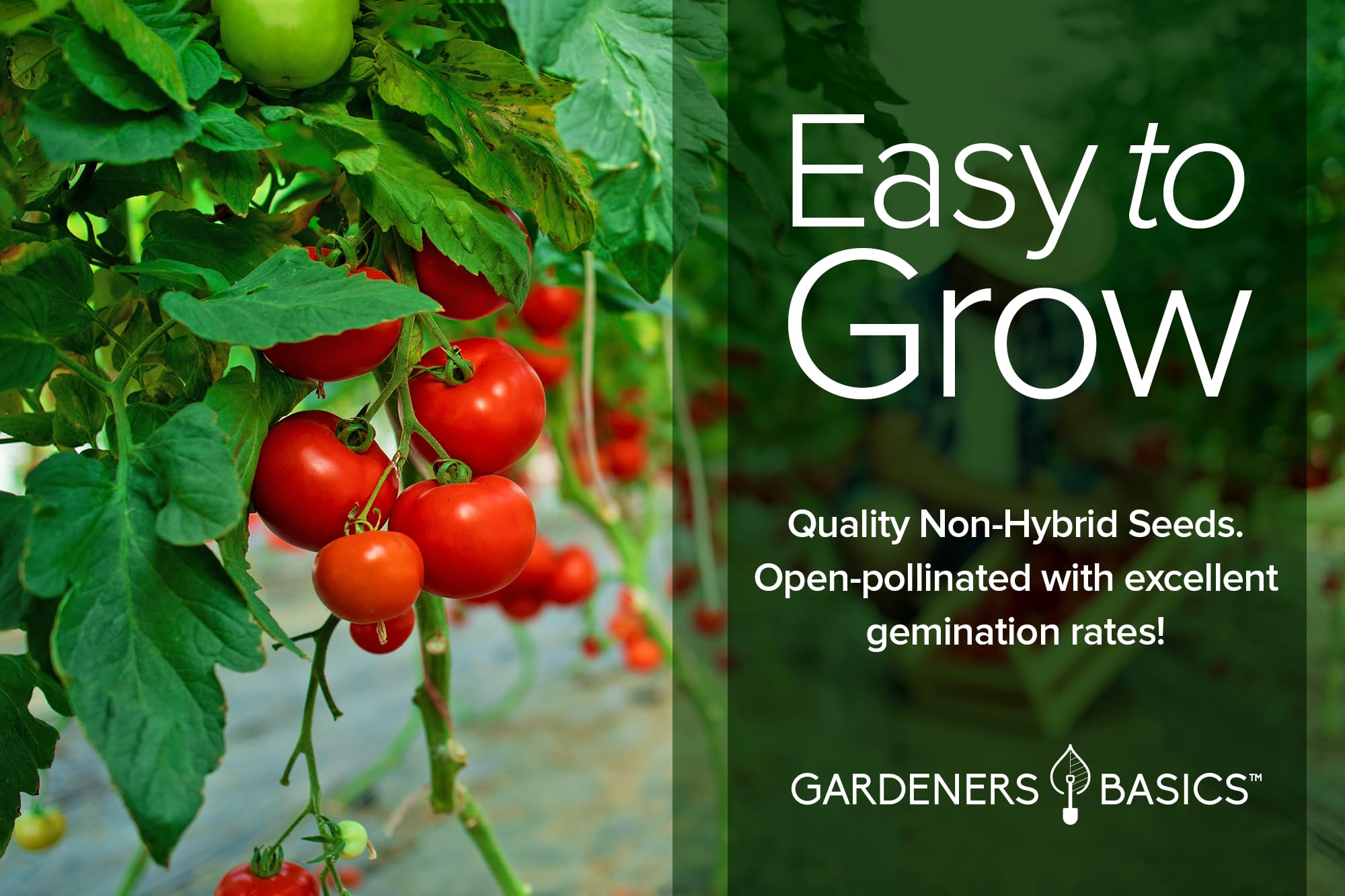 Amazon.com : Tomato Growing Kit – Grow 8 Varieties of Delicious